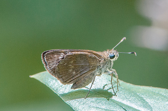 Cymaenes tripunctus