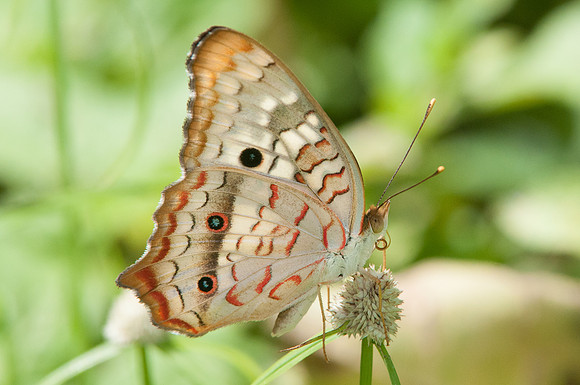 Anartia jatrophae