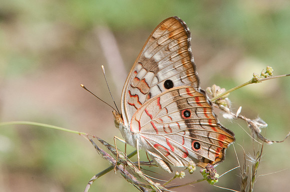 -Anartia jatrophae