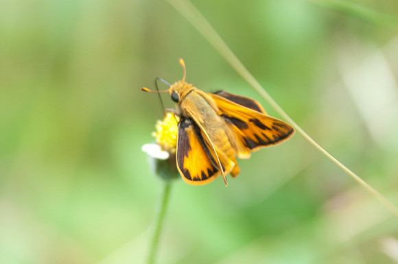 Hylephila phyleus