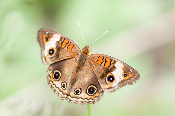 Junonia zonalis