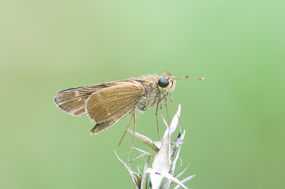Panoquina ocola