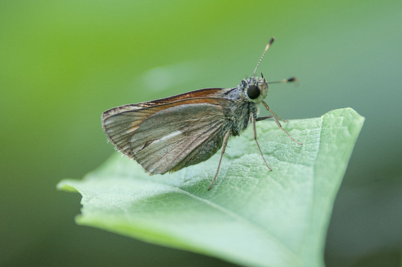 Polytes drury id?