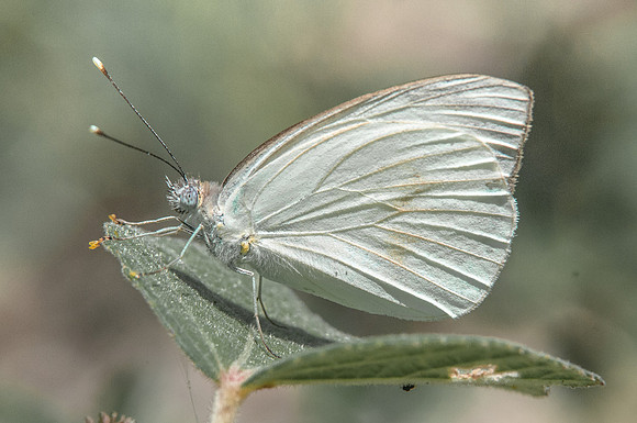 Appias drussila