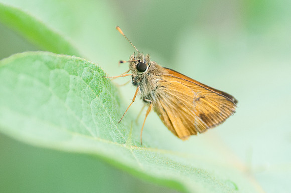 Choranthus vitellius