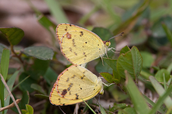 Eurema lisa