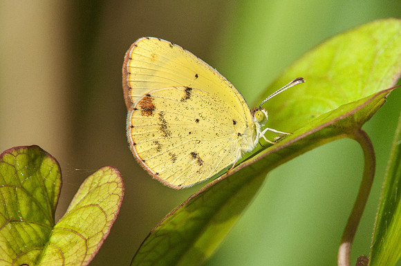 Eurema lisa