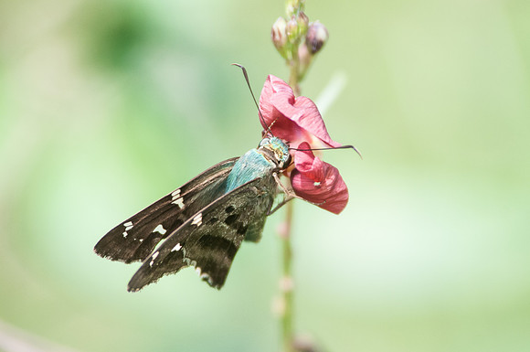 Urbanus proteus