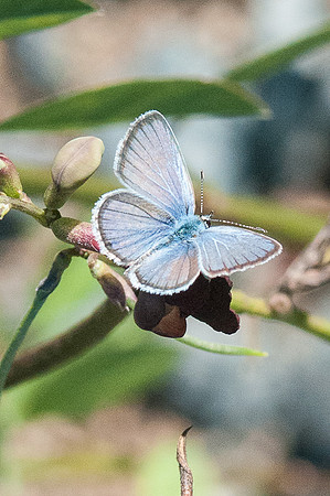 Hemiargus ceraunus