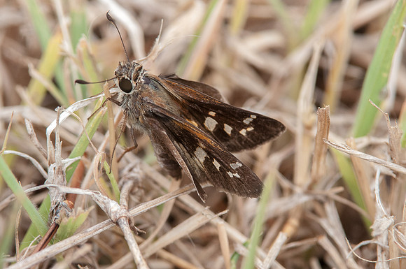 Atalopedes m. mesogramma