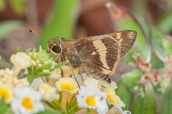 Atalopedes m. mesogramma