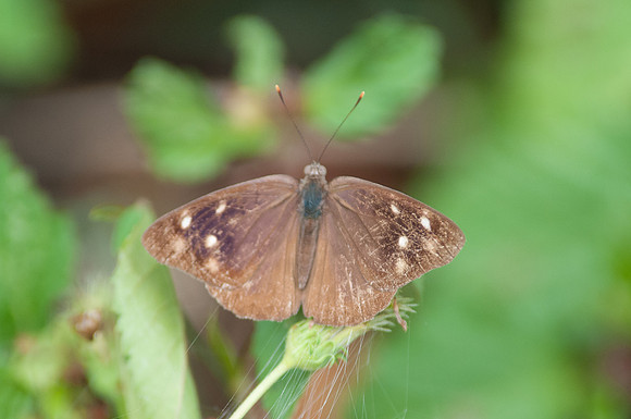 Eunica monima