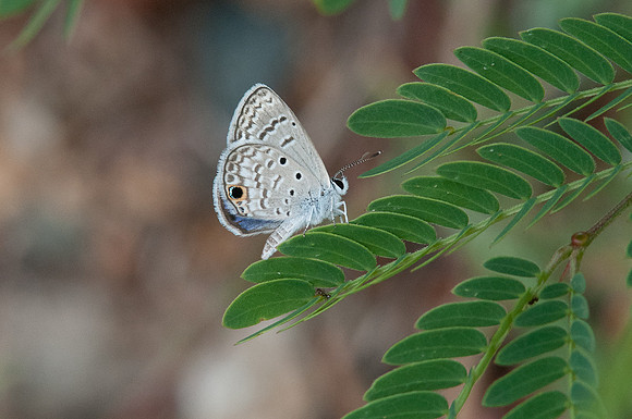 Hemiargus ceraunus