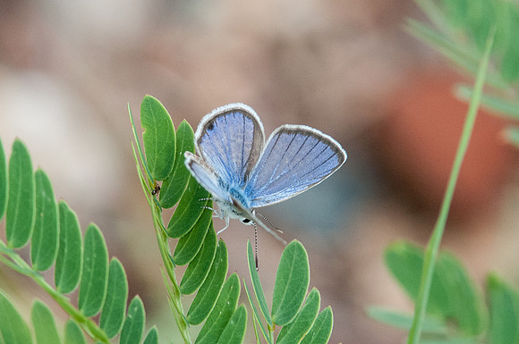 Hemiargus ceraunus