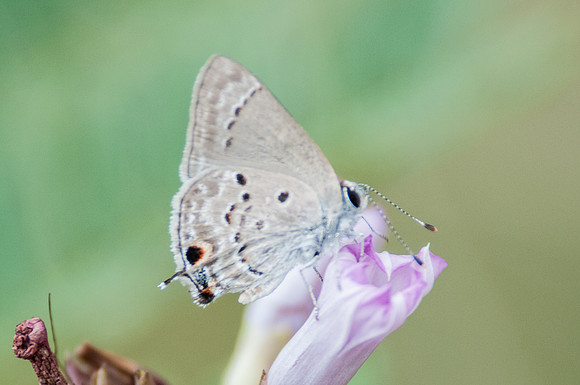 Strymon istapa