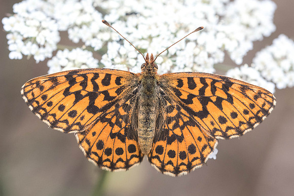 Boloria dia-7699 -Fontainebleau - 27/08/22