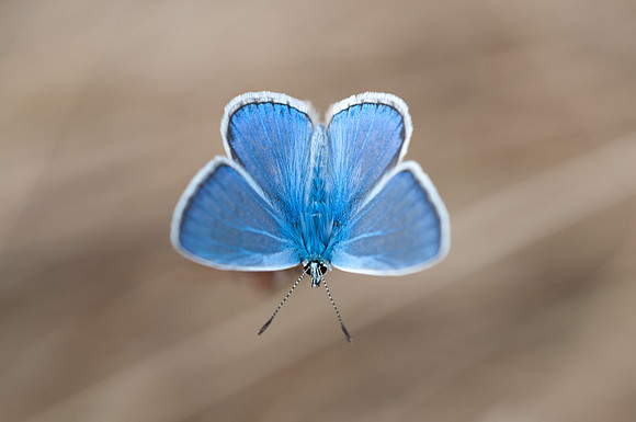 Polyommatus icarus