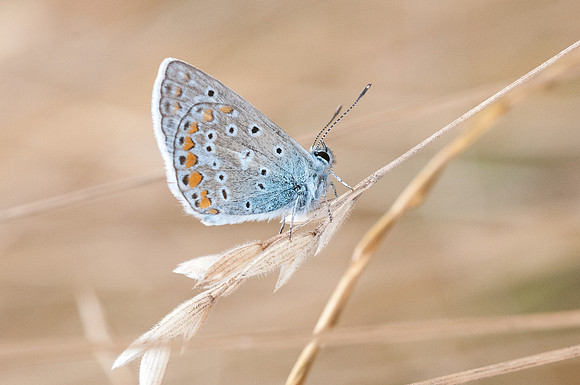Polyommatus icarus - Fontibre - 3/08/2013