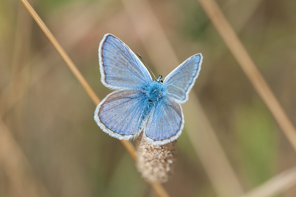 Polyommatus icarus