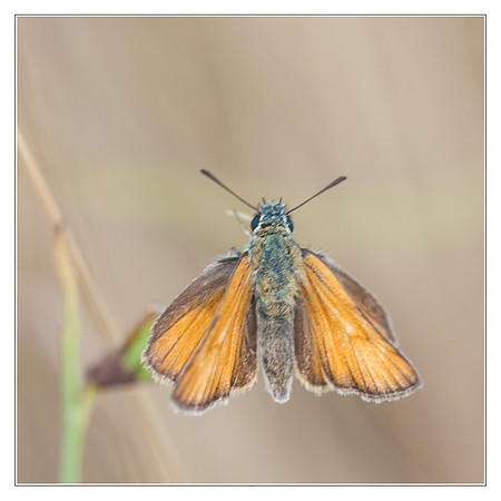 Thymelicus lineola - Espagne