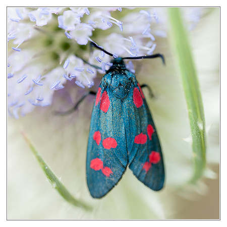 Zygaena filipendulae