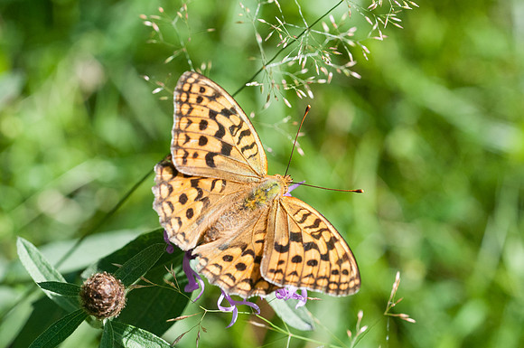 Argynnis adippe