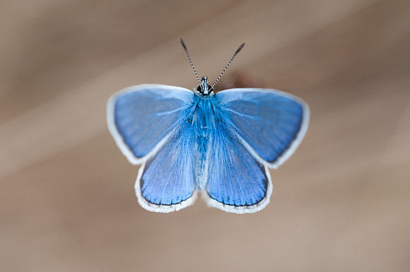 Polyommatus icarus