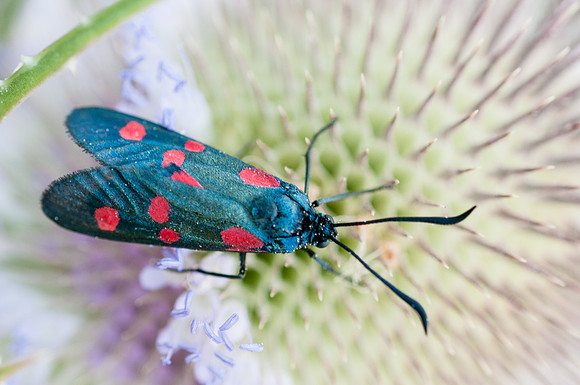 Zygaena trifolii