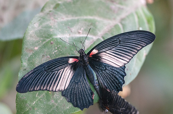 Papilio menon agenor