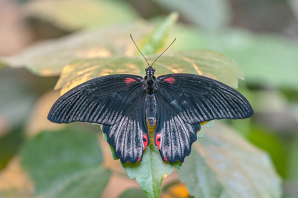 Papilio memnon