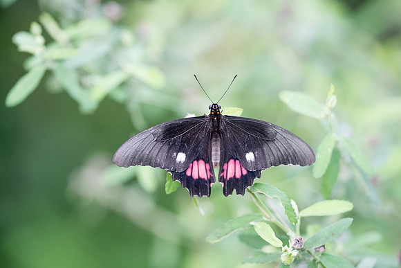 Heraclides anchisiades