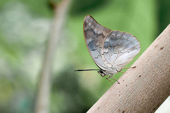 Archaeoprepona demophon