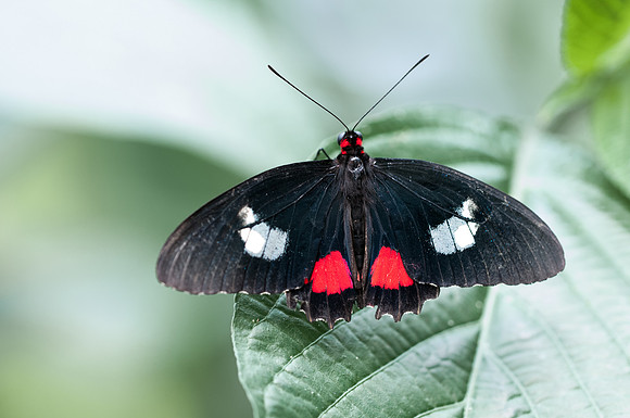 Parides iphidamas