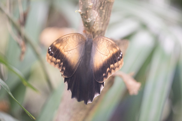 Caligo teucer