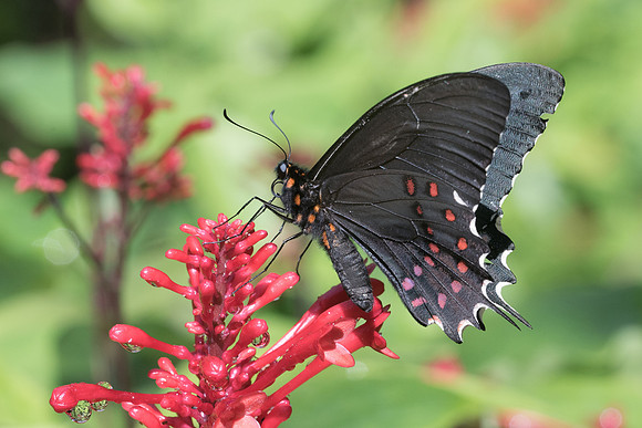 Papilio erostratus erostratus