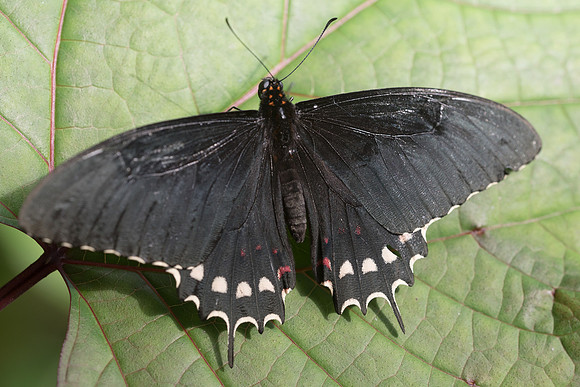 Papilio erostratus erostratus