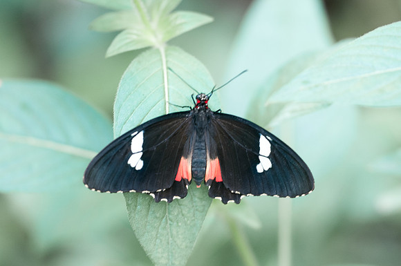 Parides panares