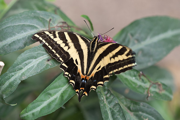 Papilio pilumnus