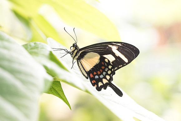 Heraclides torquatus ♂