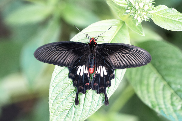 Atrophaneura aristolochiae