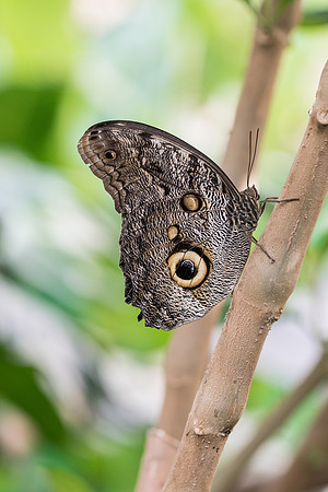 Caligo teucer