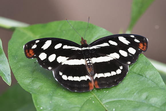 Catonephele acontius ♀