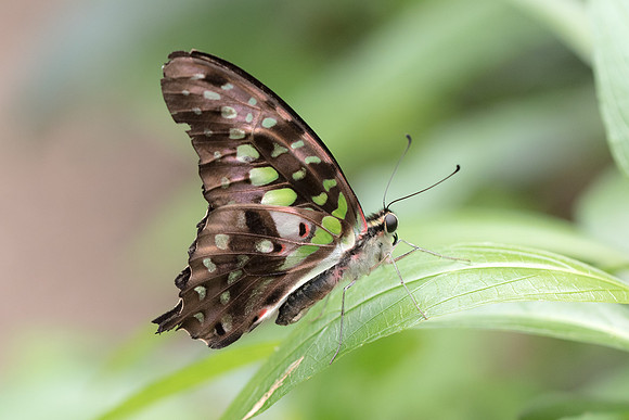 Graphium agamemnon