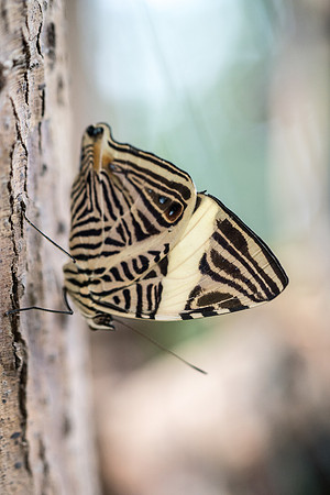 Colobura dirce