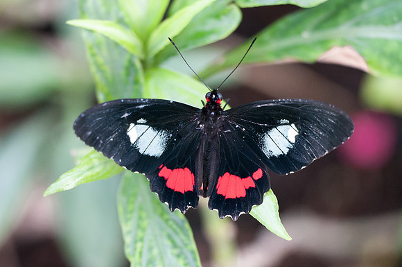 Parides iphidamas