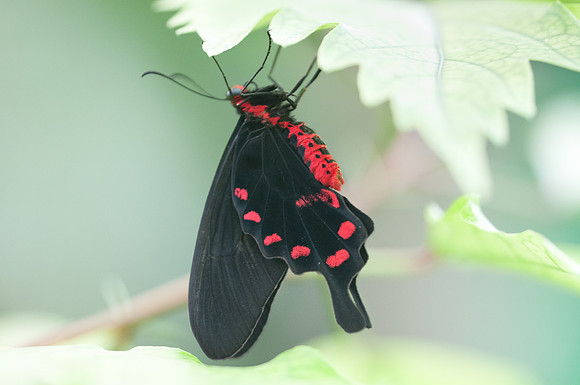 Atrophaneura Polyeuctes
