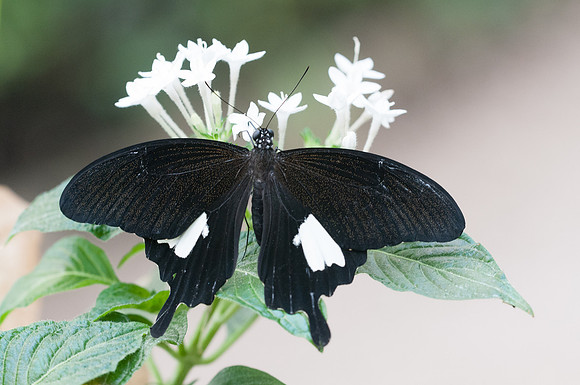 Papilio nephelus