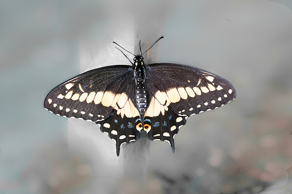 Papilio polyxenes (AL)