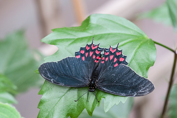 Parides photinus
