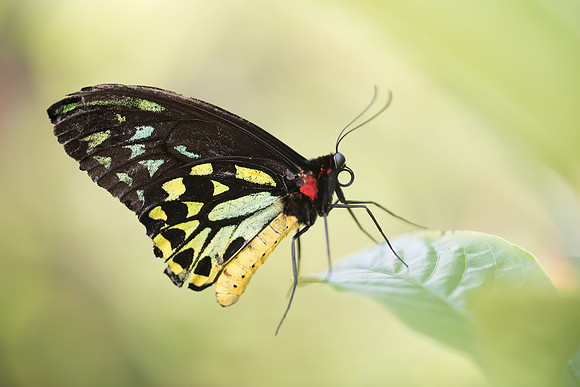 Ornithoptera richmondia